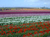 Tulips and people galore.